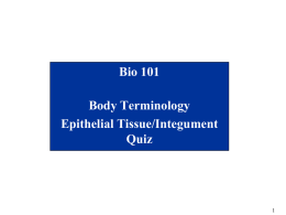 Bio 101  Body Terminology Epithelial Tissue/Integument Quiz Figure 1.7a Regional terms used to designate specific body areas.  Use the figure to the right to.