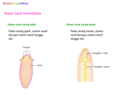 Sistem Saraf Invertebrata Sistem saraf cacing pipih  Pada cacing pipih, sistem saraf berupa sistem saraf tangga tali.  Sistem saraf cacing tanah  Pada cacing tanah, sistem saraf berupa.