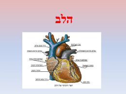  הלב   כמה עובדות מדהימות על הלב   •   •   •   •   •   •    גודלו של הלב כגודל האגרוף של האדם שבגופו נמצא הלב .    משקל הלב באדם בוגר הוא כ 