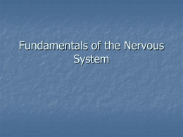 Fundamentals of the Nervous System Three functions of the nervous system 1- sensory (afferent) input: sensory receptors that work with the NS. 2- integration: