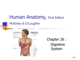Human Anatomy,  First Edition  McKinley & O'Loughlin  Chapter 26 : Digestive System 26-1 General Structure and Functions of the Digestive System   Organs of the Digestive System to:          Ingest the.