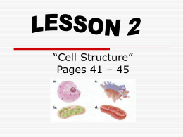 “Cell Structure” Pages 41 – 45 CHLOROPLASTS  Green organelles that make food  found only in plant cells.