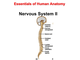 Essentials of Human Anatomy  Nervous System II Brain • An adult brain weighs between 1.35 and 1.4 kilograms (kg) (around 3 pounds) and has.