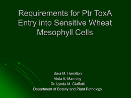 Requirements for Ptr ToxA Entry into Sensitive Wheat Mesophyll Cells  Sara M. Hamilton Viola A.
