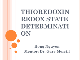 THIOREDOXIN REDOX STATE DETERMINATI ON Hong Nguyen Mentor: Dr. Gary Merrill Thioredoxin  protein  essential for life in mammals  acts as an antioxidant to prevent oxidative stress  acts.
