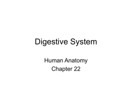 Digestive System Human Anatomy Chapter 22 Organs of the digestive system are either part of the gastrointestinal tract (alimentary canal) or accessory digestive.