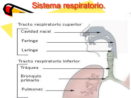 Sistema respiratorio. El sistema respiratorio. • La respiración es un proceso involuntario y automático, en que se extrae el oxígeno del aire inspirado.