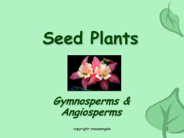 Seed Plants  Gymnosperms & Angiosperms copyright cmassengale Evolution Of Land Plants REMEMBER: • Terrestrial plants evolved from a green algal ancestor • The earliest land plants were nonvascular,