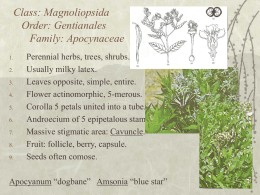 Class: Magnoliopsida Order: Gentianales Family: Apocynaceae 1. 2. 3. 4. 5. 6. 7. 8. 9.  Perennial herbs, trees, shrubs. Usually milky latex. Leaves opposite, simple, entire. Flower actinomorphic, 5-merous. Corolla 5 petals united into a tube. Androecium.