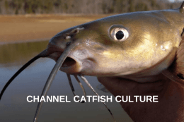 CHANNEL CATFISH CULTURE Channel Catfish ( Ictalurus punctatus ) Native Range of Channel Catfish in the United States.