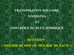 TRANSPIRATION FOLIAIRE,  STOMATES ET  CONTRÔLE DU FLUX HYDRIQUE  QUESTION : « MOURIR DE SOIF OU MOURIR DE FAI M ?»