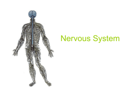Nervous System Central Nervous System • The central nervous system is divided into two parts: the brain and the spinal cord. • The average adult human.