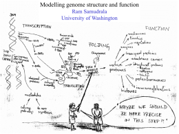 Modelling genome structure and function Ram Samudrala University of Washington Rationale for understanding protein structure and function Protein sequence -large numbers of sequences, including whole genomes  ? Protein.