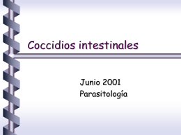 Coccidios intestinales Junio 2001 Parasitología Coccidios          protozoos con forma de arco cono apical reproducción compleja • asexuada : esquizogonia, endodiogenia • sexuada : gametogonia ciclos biológicos • monoxénicos • heteroxénicos de.