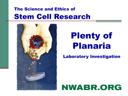 The Science and Ethics of  Stem Cell Research  Plenty of Planaria Laboratory Investigation What are Planaria?  Freshwater flatworms (phylum: Platyhelminthes)  Live in freshwater under.
