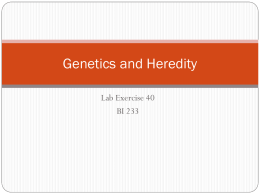 Genetics and Heredity Lab Exercise 40 BI 233 Definitions  Heredity = the inheritance of traits   Genetics = the study of mechanisms of.