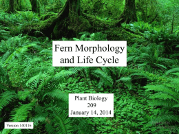 Fern Morphology and Life Cycle  Plant BiologyJanuary 14, 2014 Version 140116 Spore dispersal  Siphonosteles  Megaphylls.