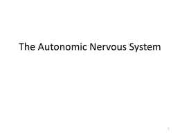 The Autonomic Nervous System The ANS and Visceral Sensory Neurons.