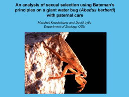 An analysis of sexual selection using Bateman’s principles on a giant water bug (Abedus herberti) with paternal care Marshall Knoderbane and David Lytle Department.