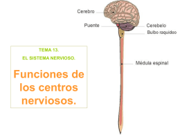 TEMA 13. EL SISTEMA NERVIOSO.  Funciones de los centros nerviosos. Los centros nerviosos. Cuando hablamos de los centros nerviosos nos estamos refiriendo al sistema nervioso central.