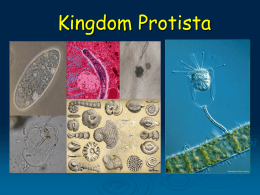 Kingdom Protista KEY CONCEPTS •  Protists are a diverse group of eukaryotic organisms, most of which are microscopic.