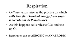 Respiration • Cellular respiration is the process by which cells transfer chemical energy from sugar molecules to ATP molecules. • As this happens cells.