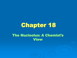 Chapter 18 The Nucleolus: A Chemist’s View Topics  Nuclear  stability and radioactive decay  The kinetics of radioactivity  Nuclear transformations  Detection and use of.