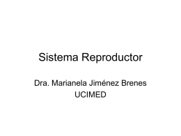 Sistema Reproductor Dra. Marianela Jiménez Brenes UCIMED Sistema Reproductor • Este sistema da la capacidad al ser humano de desarrollarse.