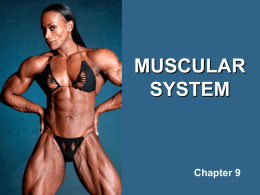 MUSCULAR SYSTEM  Chapter 9 Muscle Tissue • Skeletal Muscle (voluntary muscles) • Smooth Muscle (involuntary muscles) • Cardiac Muscle.