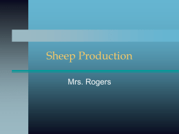 Sheep Production Mrs. Rogers Why choose sheep? Sheep can survive where cows can’t  Sheep will eat problem weeds like Leafy Spurge  Profit per.