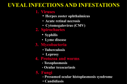 UVEAL INFECTIONS AND INFESTATIONS 1. Viruses • Herpes zoster ophthalmicus • Acute retinal necrosis • Cytomegalovirus (CMV)  2.