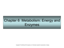 Chapter 6 Metabolism: Energy and Enzymes  Copyright © The McGraw-Hill Companies, Inc.