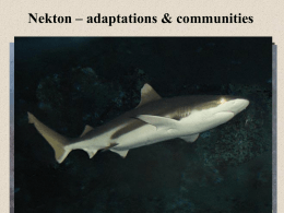 Nekton – adaptations & communities Defense and Camouflage • Large size: Most have few predators  • Camouflage: – Cryptic Body Shape (alteration of.