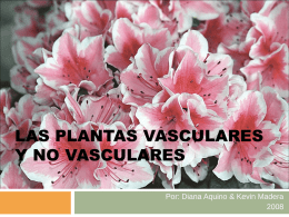 LAS PLANTAS VASCULARES Y NO VASCULARES Por: Diana Aquino & Kevin Madera.
