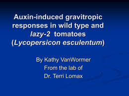 Auxin-induced gravitropic responses in wild type and lazy-2 tomatoes (Lycopersicon esculentum) By Kathy VanWormer From the lab of Dr.