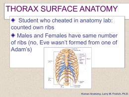 THORAX SURFACE ANATOMY Student who cheated in anatomy lab: counted own ribs Males and Females have same number of ribs (no, Eve wasn’t formed.