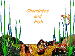 Chordates and Fish Characteristics of Chordates  •  A chordate is an animal that in some stage of development has: 1. 2.  • • • •  • •  3.  Notochord- dorsal rod of specialized nerves A dorsal.