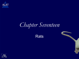 Chapter Seventeen Rats ALAT Presentations Study Tips  If viewing this in PowerPoint, use the  icon to run  the show (bottom left of screen). 