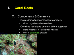 I.  Coral Reefs C.  Components & Dynamics •  Corals important components of reefs •  •  Other organisms also contribute  Coralline red algae cement debris together • •  More important in Pacific than.