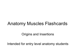 Anatomy Muscles Flashcards Origins and Insertions Intended for entry level anatomy students.