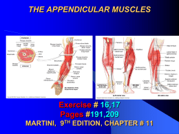 THE APPENDICULAR MUSCLES  Exercise # 16,17 Pages #191,209 MARTINI, 9TH EDITION, CHAPTER # 11