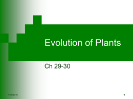 Evolution of Plants Ch 29-30  11/6/2015 Plants        multicellular, photosynthetic autotroph and eukaryotic cell walls made of cellulose, starch is storage Land based take up water via capillary action from.