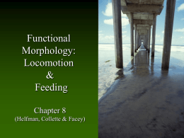 Functional Morphology: Locomotion & Feeding Chapter 8 (Helfman, Collette & Facey) Fish Locomotion • Primary forces involved in fish swimming: – Thrust - force that propels forward – Drag.