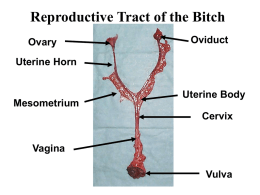 Reproductive Tract of the Bitch Ovary  Oviduct  Uterine Horn  Mesometrium  Uterine Body Cervix  Vagina Vulva Ovary Ovary Opening of Ovarian Bursa Uterine Horn  Ovarian Bursa  Mesovarium.