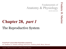 Anatomy & Physiology SIXTH EDITION  Chapter 28, part 1 The Reproductive System  PowerPoint® Lecture Slide Presentation prepared by  Dr.