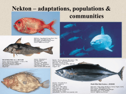 Nekton – adaptations, populations & communities How can 26k spp. of fish coexist in a ‘homogeneous’ habitat? • 50% of vertebrate species • Why.