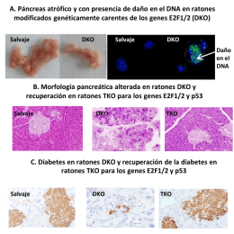 A. Páncreas atrófico y con presencia de daño en el DNA en ratones modificados genéticamente carentes de los genes E2F1/2 (DKO) Salvaje  DKO  Salvaje  DKO  Daño en.
