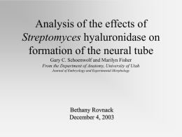 Analysis of the effects of Streptomyces hyaluronidase on formation of the neural tube Gary C.