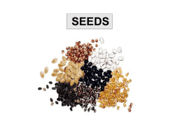 SEEDS Ovule Structure chalaza raphe  nucellus  antipodal cells  outer intergument  polar nuclei  inner intergument  egg cell  embryo sac micropyle  synergid cell  funiculus Pollination and Fertilisation pollen pollen tube  antipodal cells 2 polar nuclei egg cell 2 synergid cells  tube nucleus 2