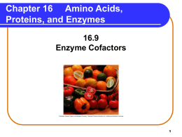 Chapter 16 Amino Acids, Proteins, and Enzymes 16.9 Enzyme Cofactors Function of Coenzymes A coenzyme prepares the active site for catalytic activity.